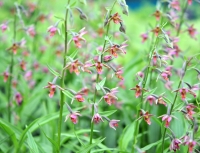 A nice reddish form of hardy orchid.